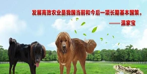上海黃金價(jià)格走勢(shì)剖析 市場(chǎng)穩(wěn)定與投資機(jī)遇